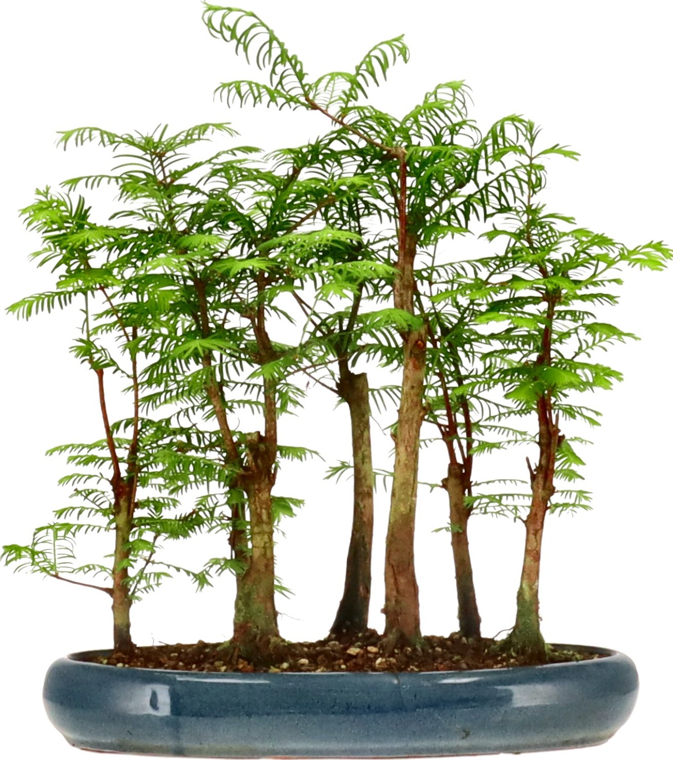 [N019] Chin. Wacholder, ca. 12 Jahre