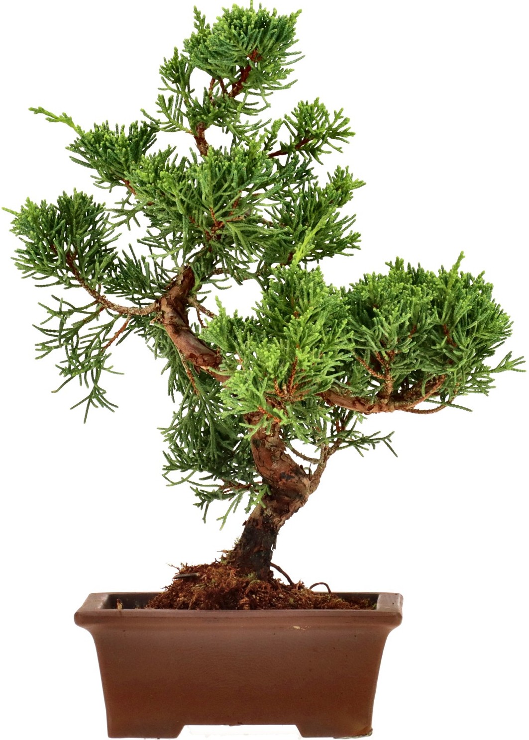 [N019] Chin. Wacholder, ca. 12 Jahre