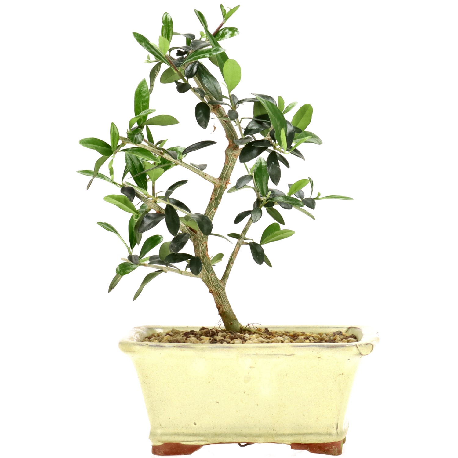 Wildolive, ca. 5 J. (20 cm)