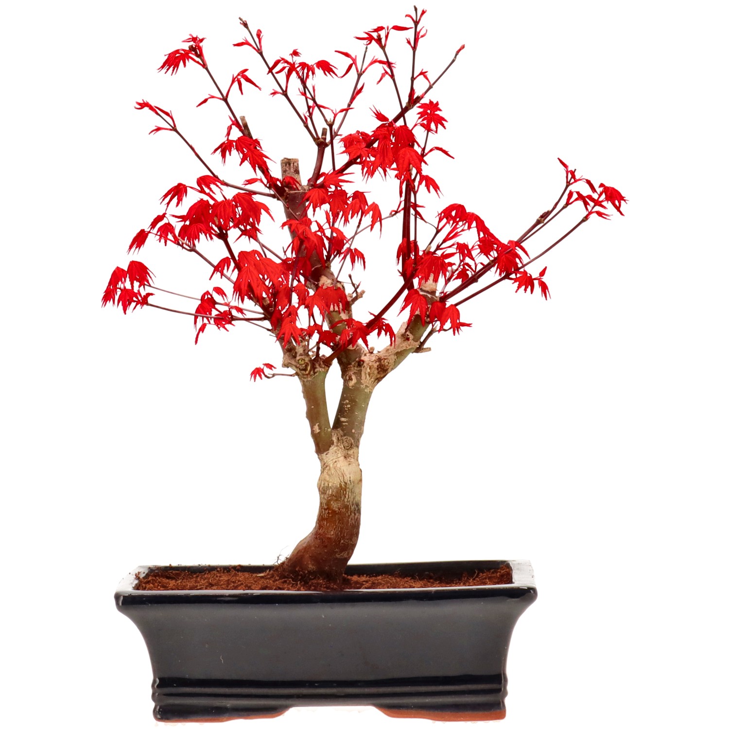 Jap. Fächerahorn (Deshojo), veredelt, ca. 14 J. (33 cm)