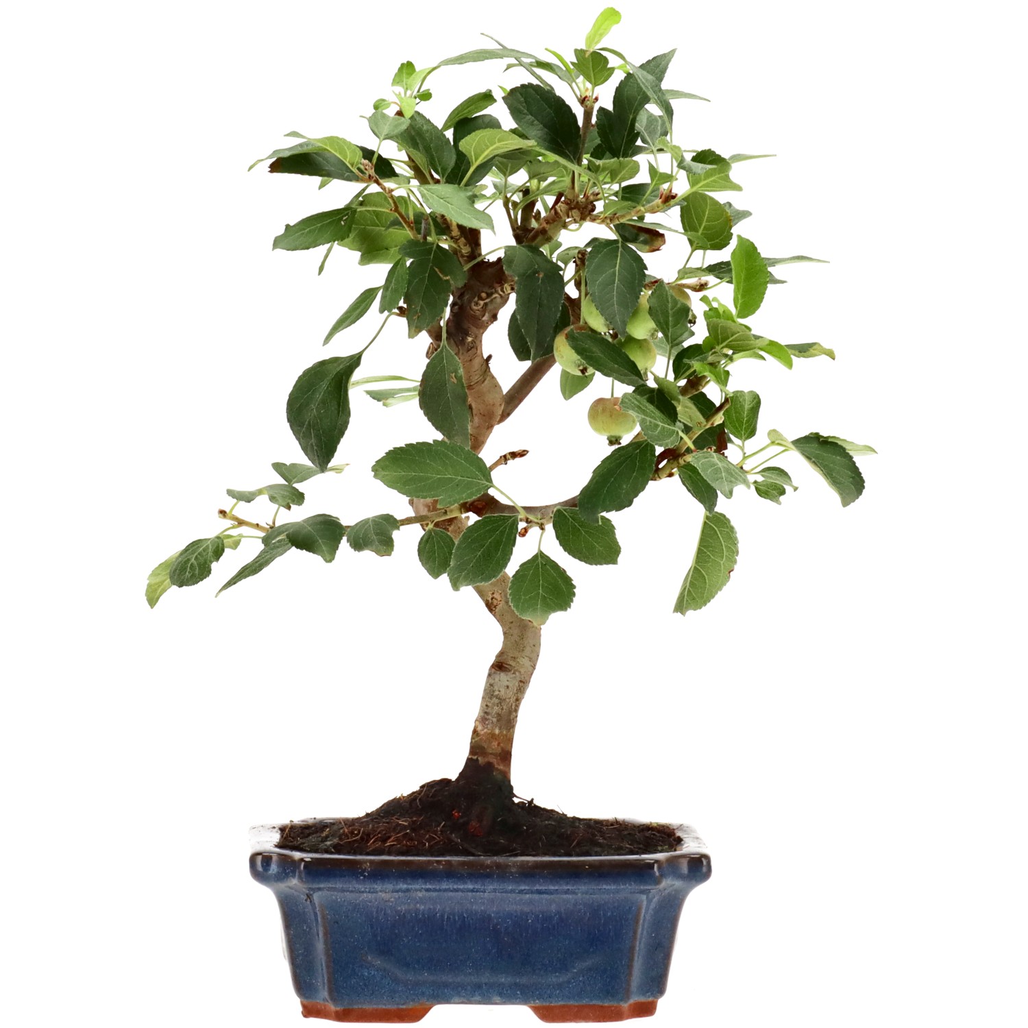 Manzano silvestre, aprox. 10 años (31 cm)