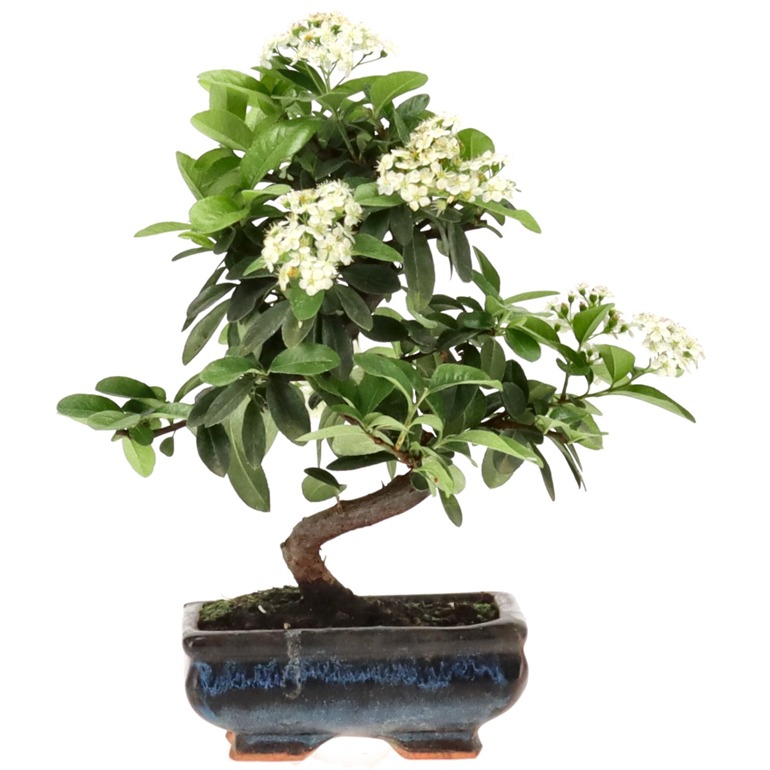 Pyracantha coccinea, env. 7 ans (23 cm)