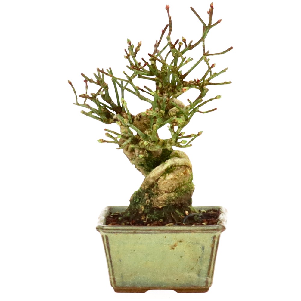 bonsai.fallbackImageTitle bonsai.fallbackImageTitle