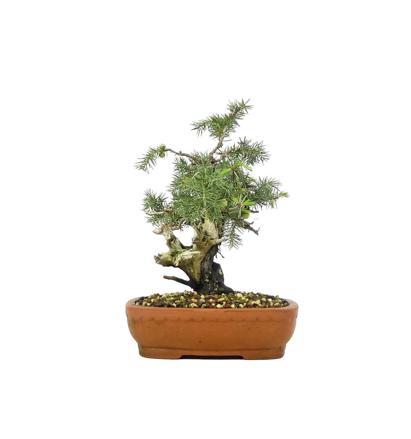 bonsai.fallbackImageTitle bonsai.fallbackImageTitle