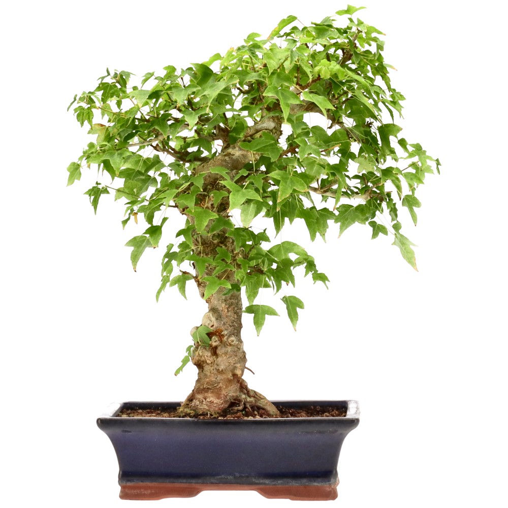 Érable trident, env. 18 ans (35 cm)
