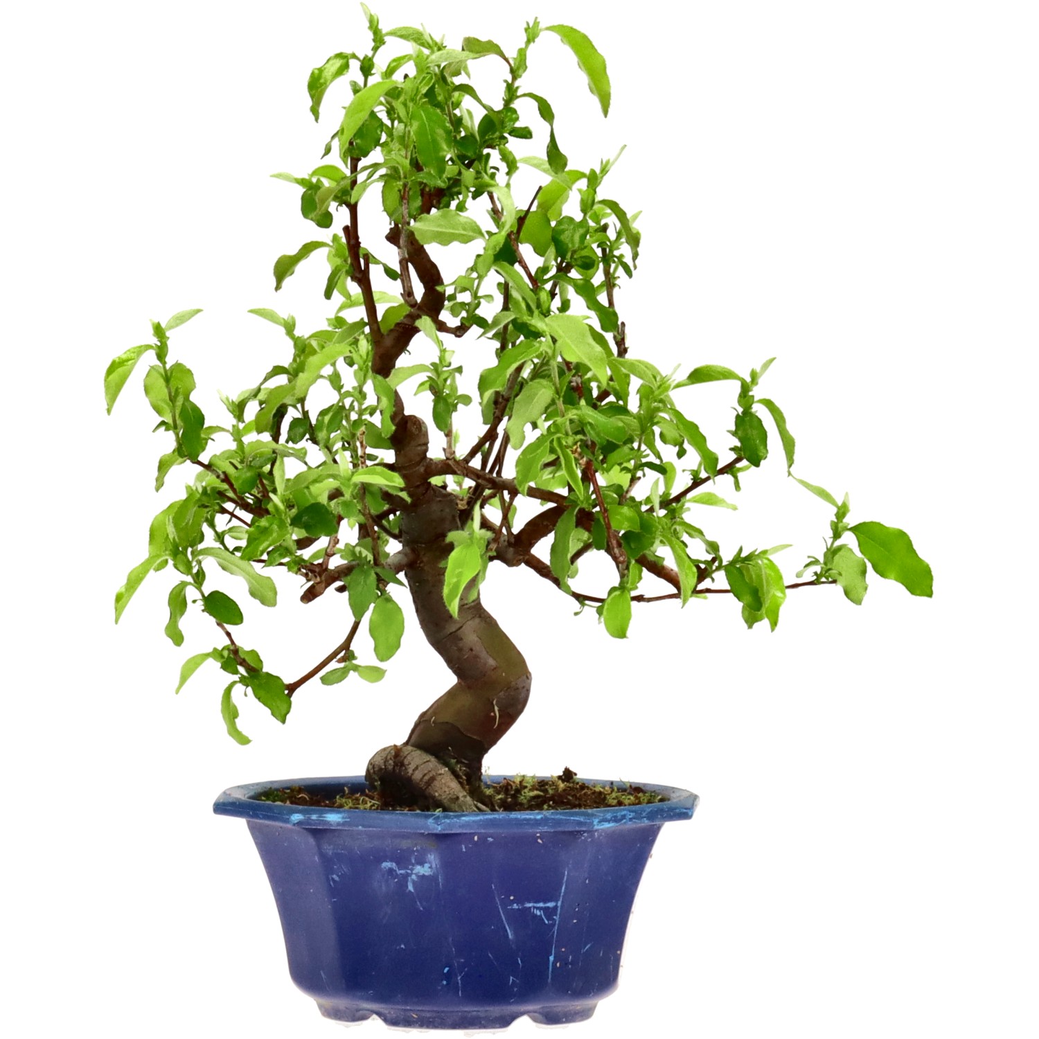 Chin. Quitte, ca. 15 J. (30 cm)