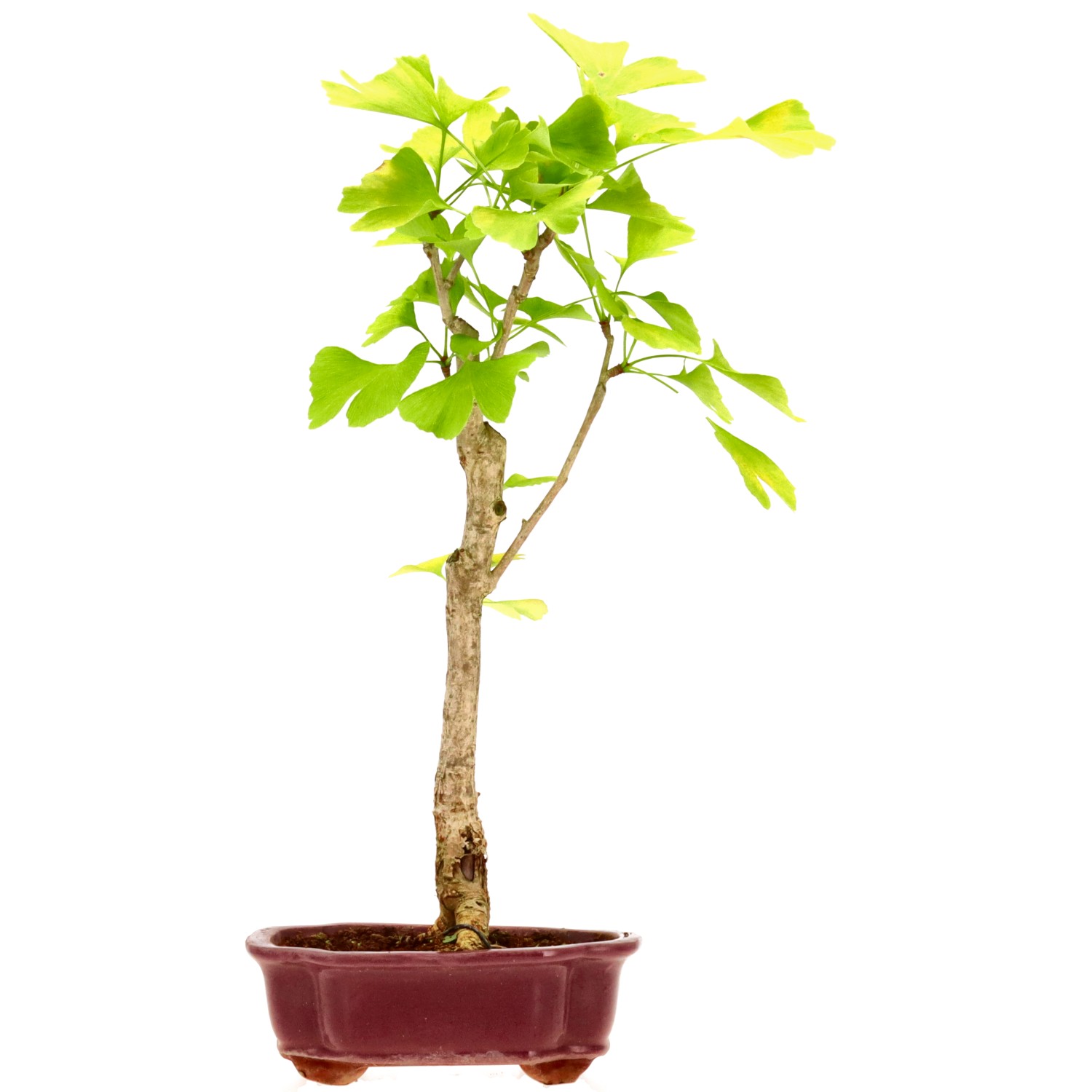 Ginkgo, ca. 10 J. (44 cm)