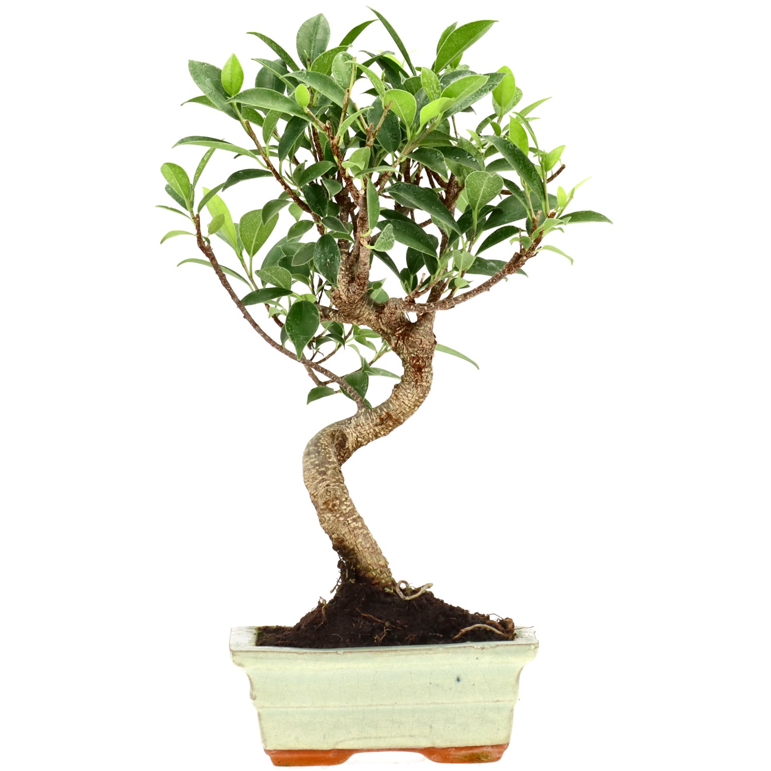Chin. Feigenbaum (Retusa), ca. 7 J. (30 cm)