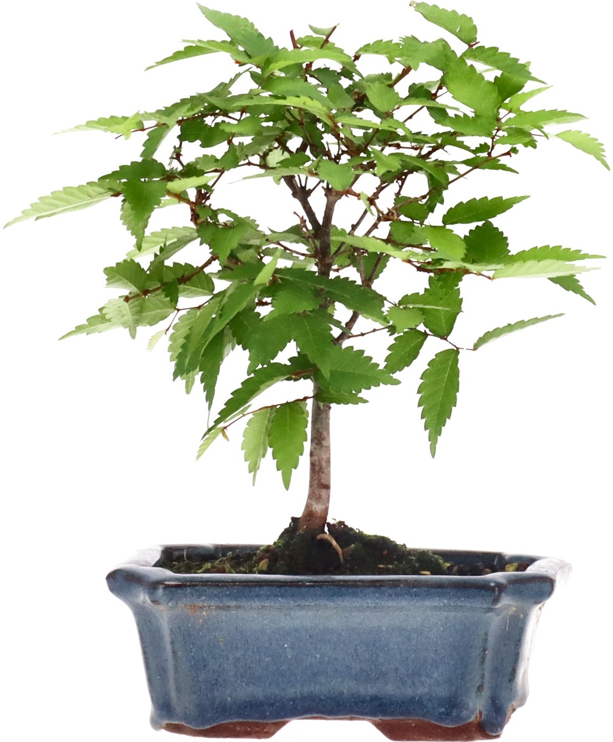[L004] Japanese Grey-bark Elm, approx. 6 years