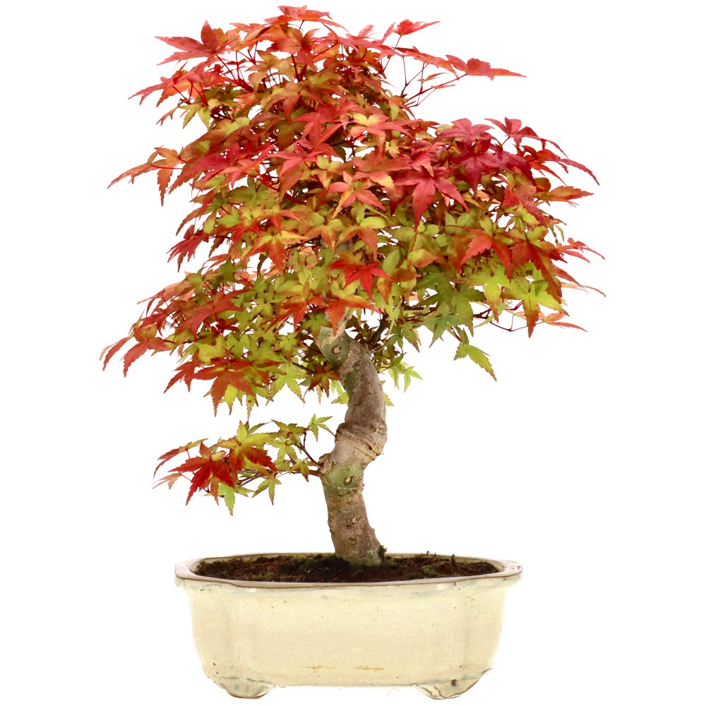 bonsai.fallbackImageTitle