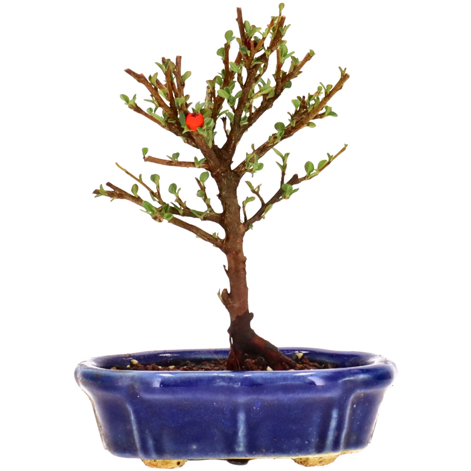 Cotoneaster microphylla, ca. 3 anni (14 cm)