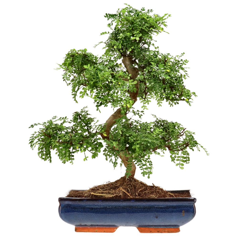 Pfefferbaum, ca. 18 J. (48 cm)