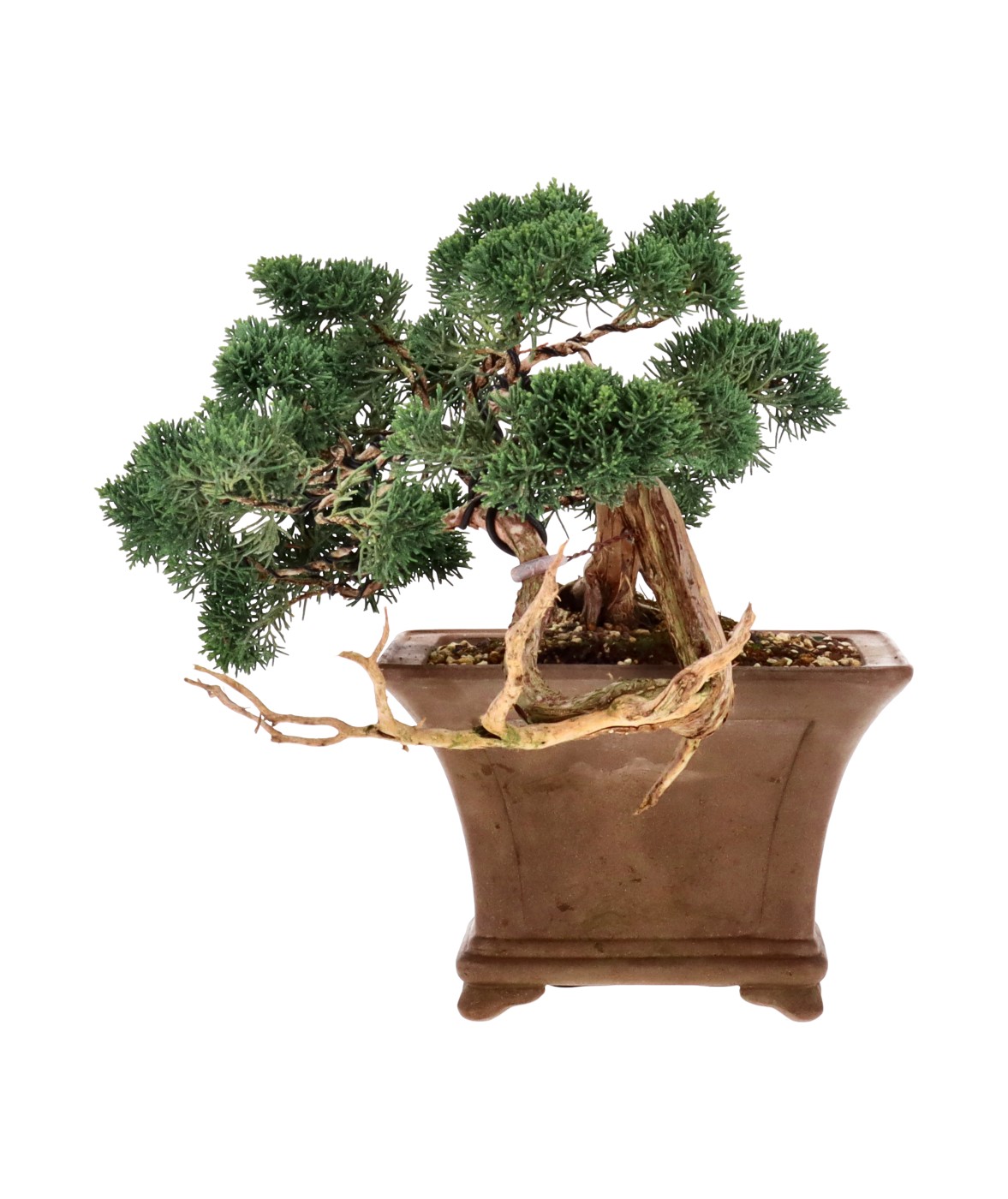 bonsai.fallbackImageTitle bonsai.fallbackImageTitle