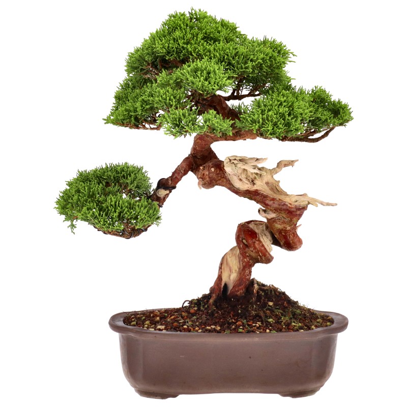 bonsai.fallbackImageTitle bonsai.fallbackImageTitle