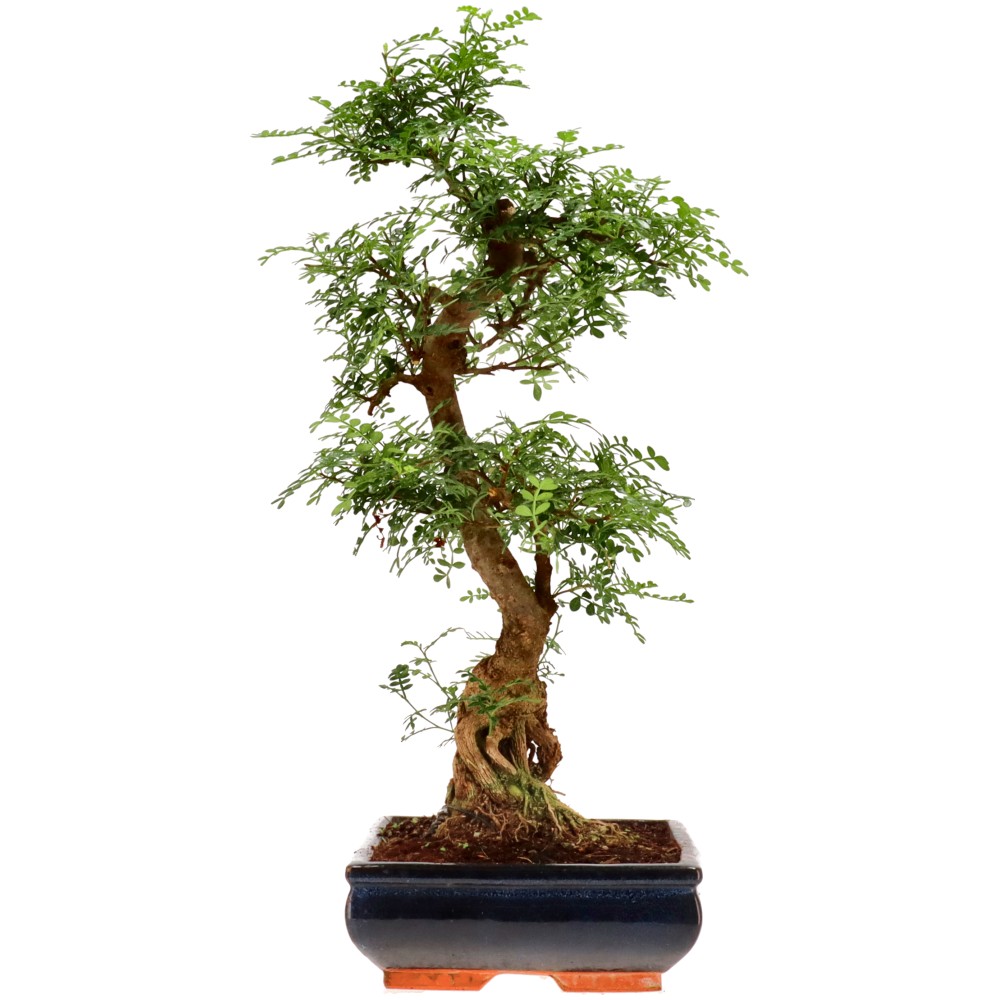 Pfefferbaum, ca. 20 J. (59 cm)