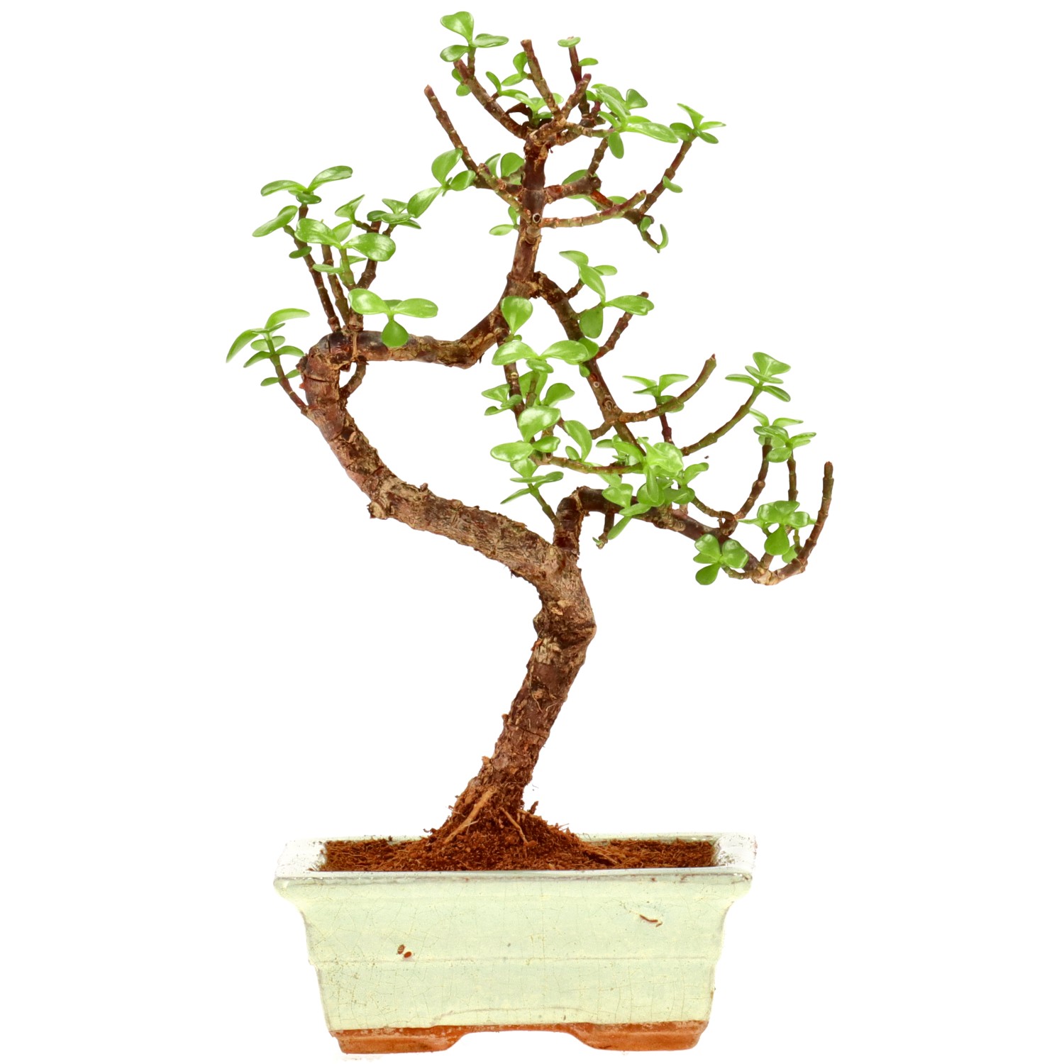 Jadebaum, ca. 7 J. (26 cm)