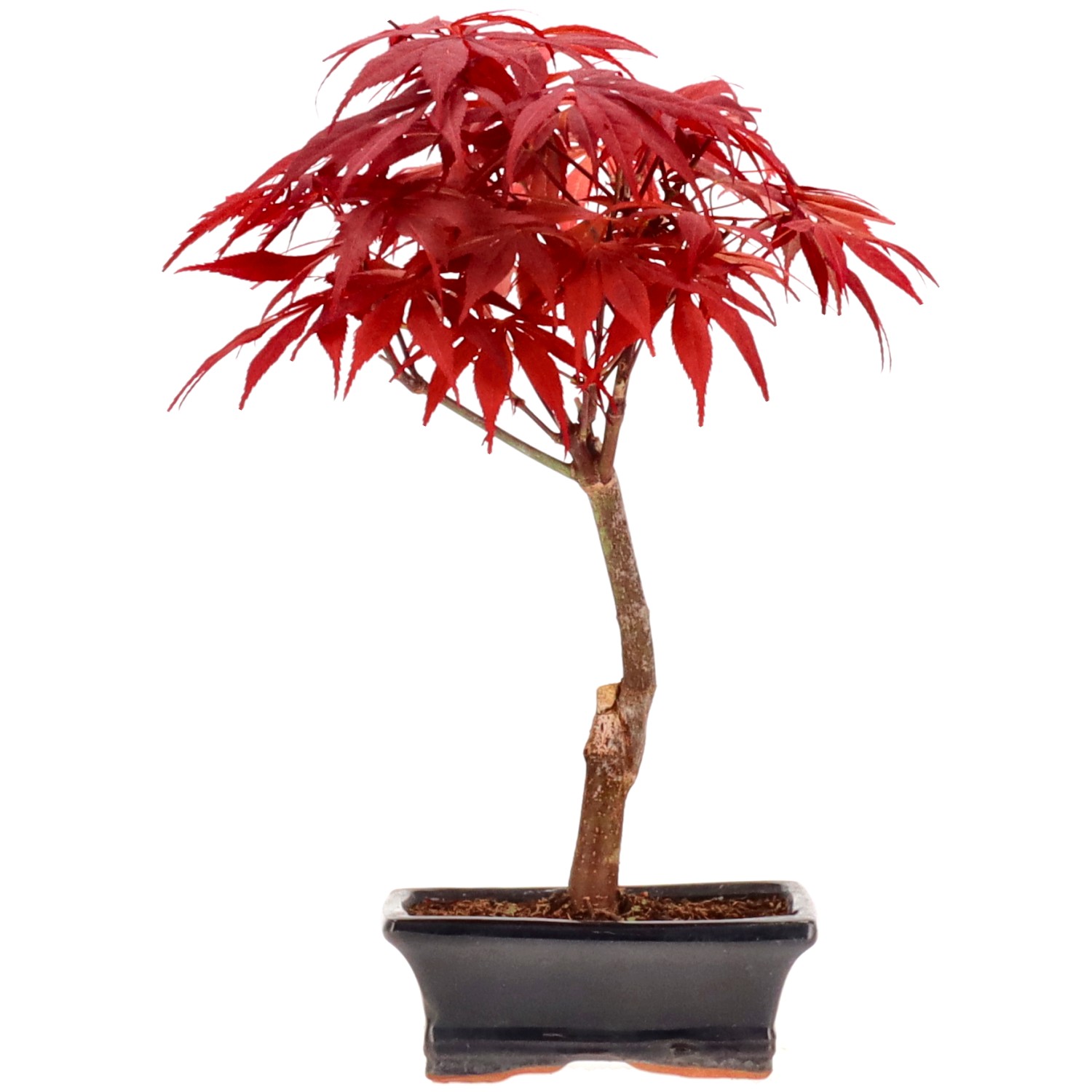 Jap. Fächerahorn (Atropurpureum), ca. 7 J. (22 cm)