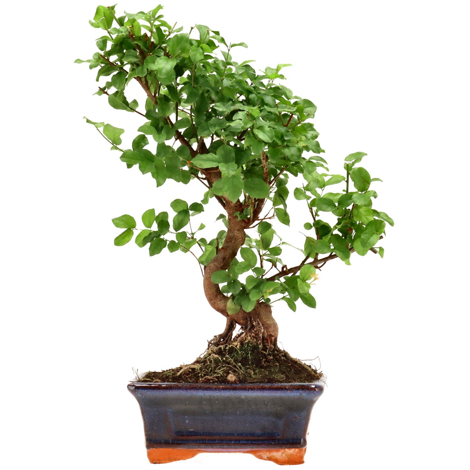 Sageretia theezans, env. 9 ans (30 cm)