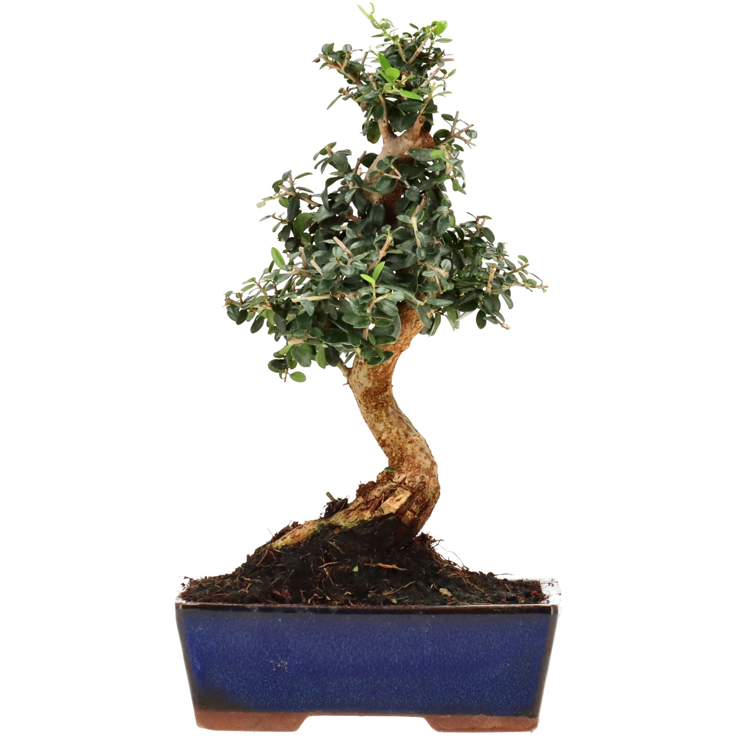 Olea sylvestris, aprox. 10 años (27 cm)