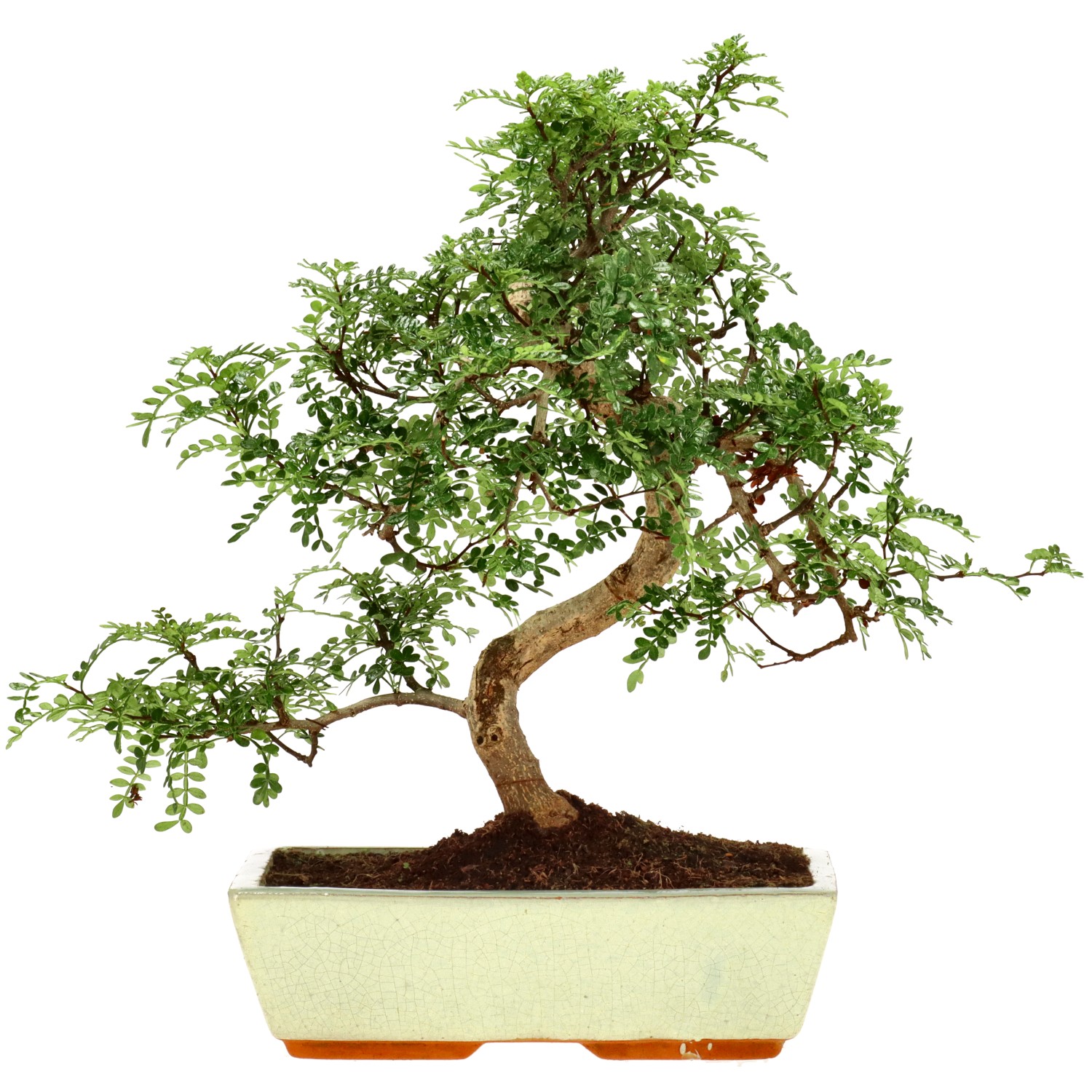 Pepe di Sichuan, ca. 15 anni (38 cm)