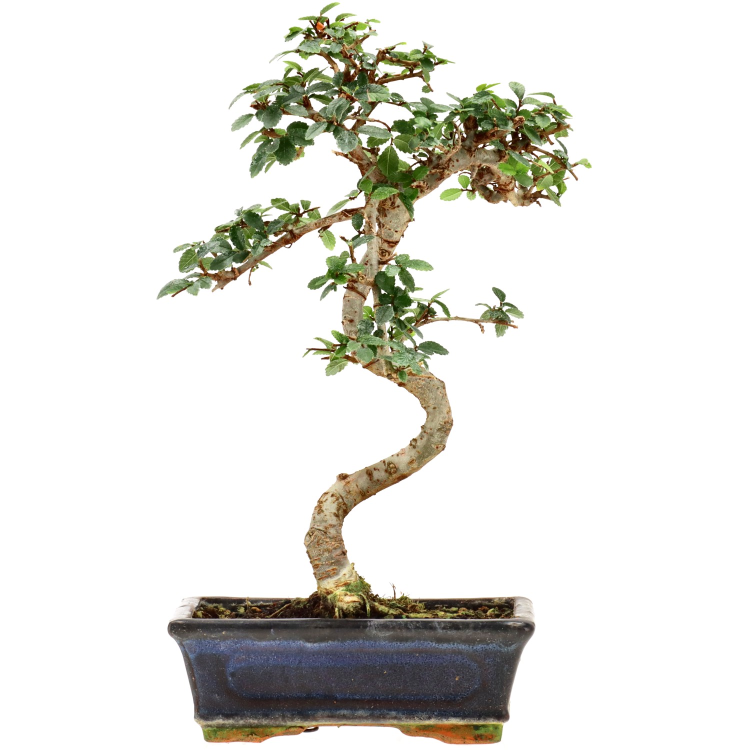 Olmo cinese, ca. 9 anni (30 cm)