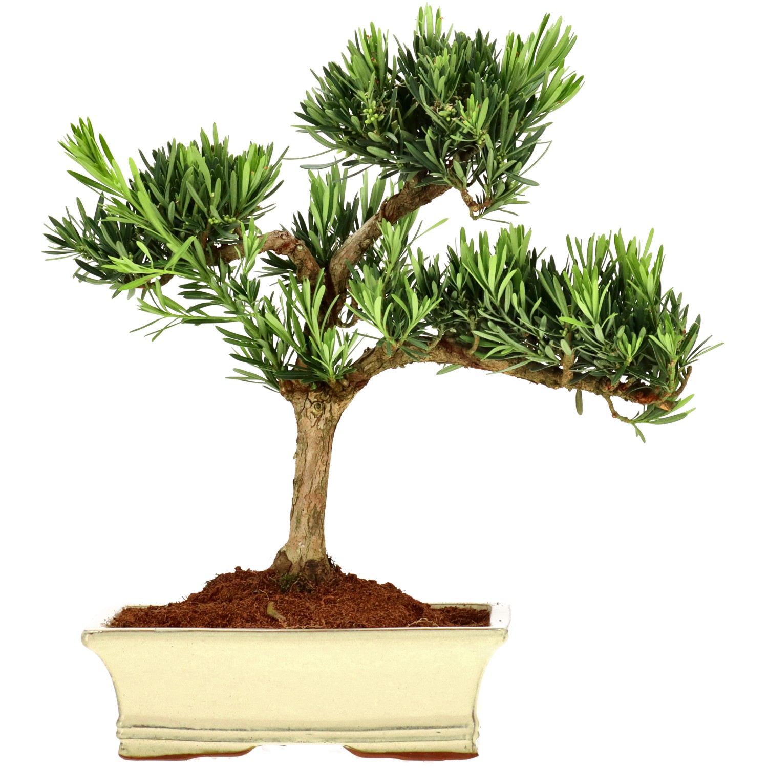 Pin de bouddhistes, env. 12 ans (35 cm)