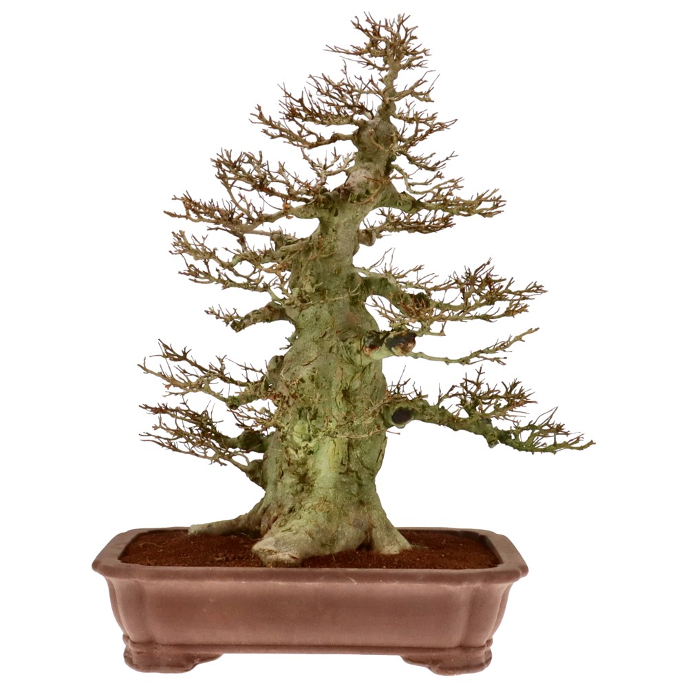 Dreispitzahorn, ca. 70 J. (84 cm) Dreispitzahorn, ca. 70 J. (84 cm)