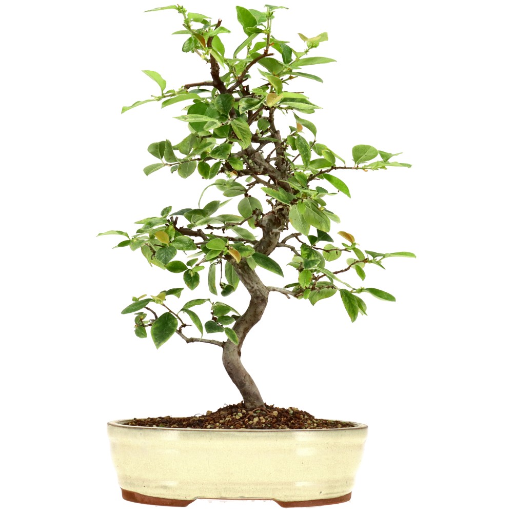 Chin. Quitte, ca. 15 J. (40 cm)