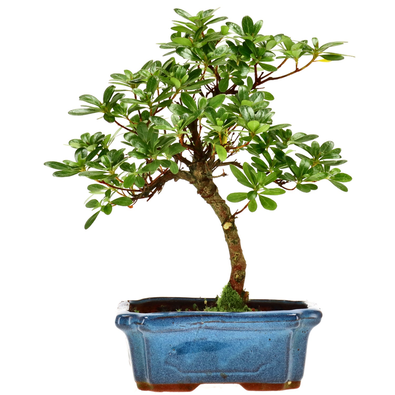 Jap. Azalee (Osakazuki), ca. 10 J. (27 cm)