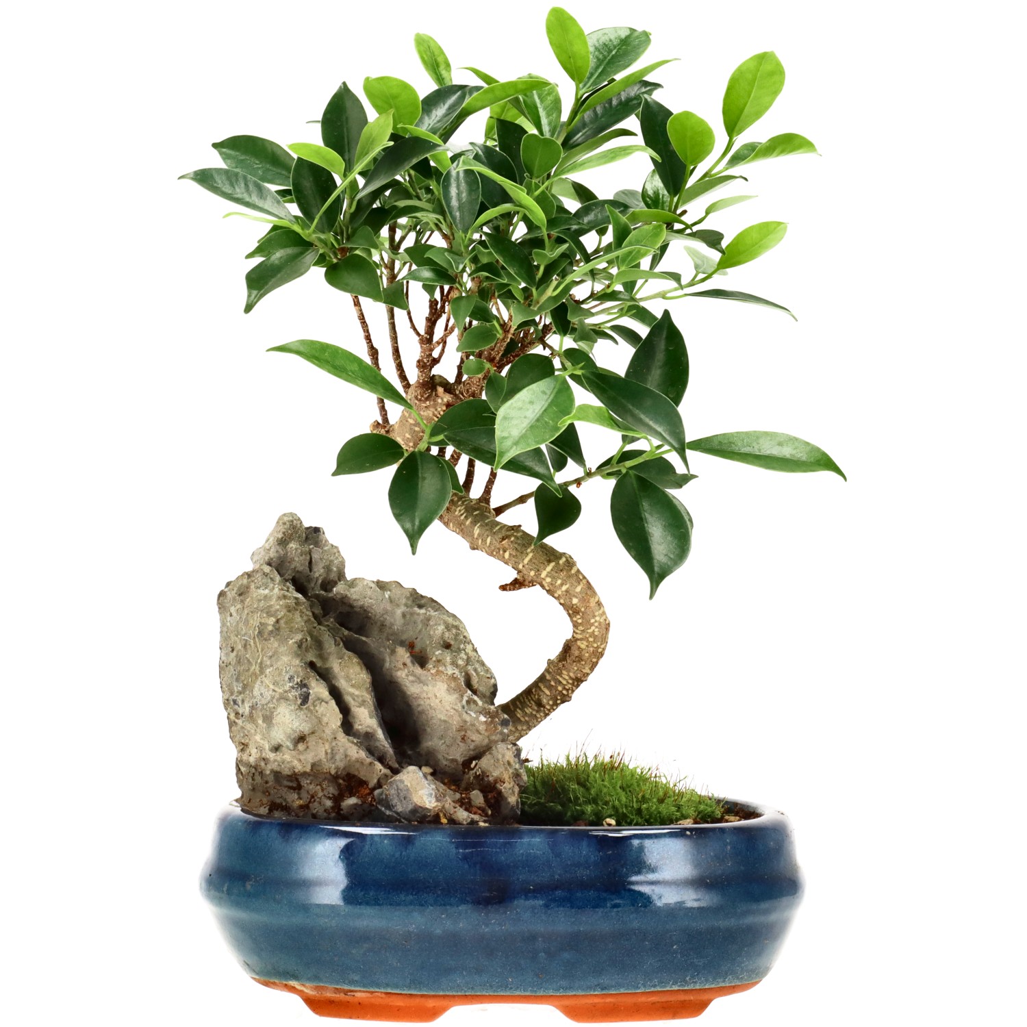 Chin. Feigenbaum (Retusa), ca. 8 J. (25 cm)