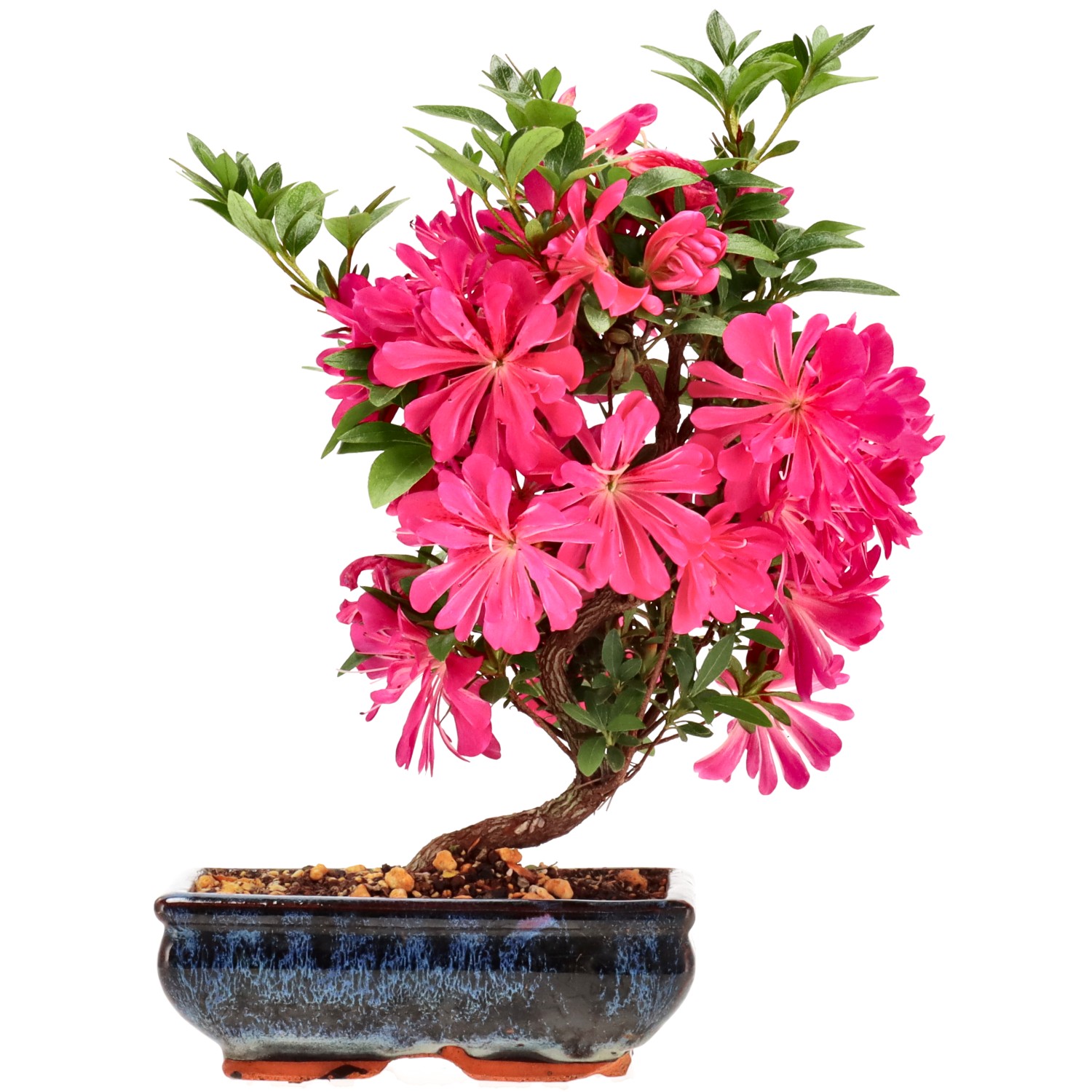 Azalea japónica, aprox. 8 años (30 cm)