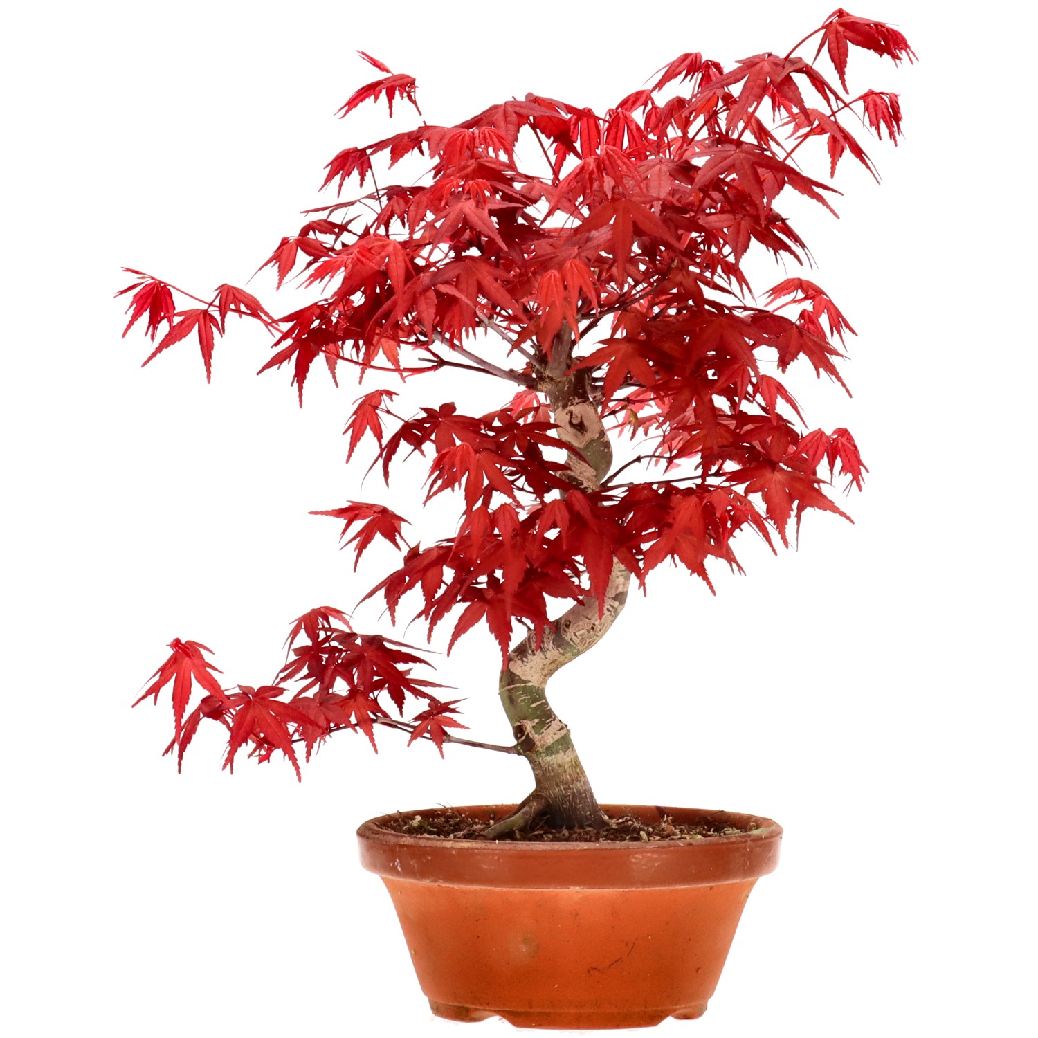 Érable du Japon (Deshojo), greffé, env. 10 ans (28 cm)