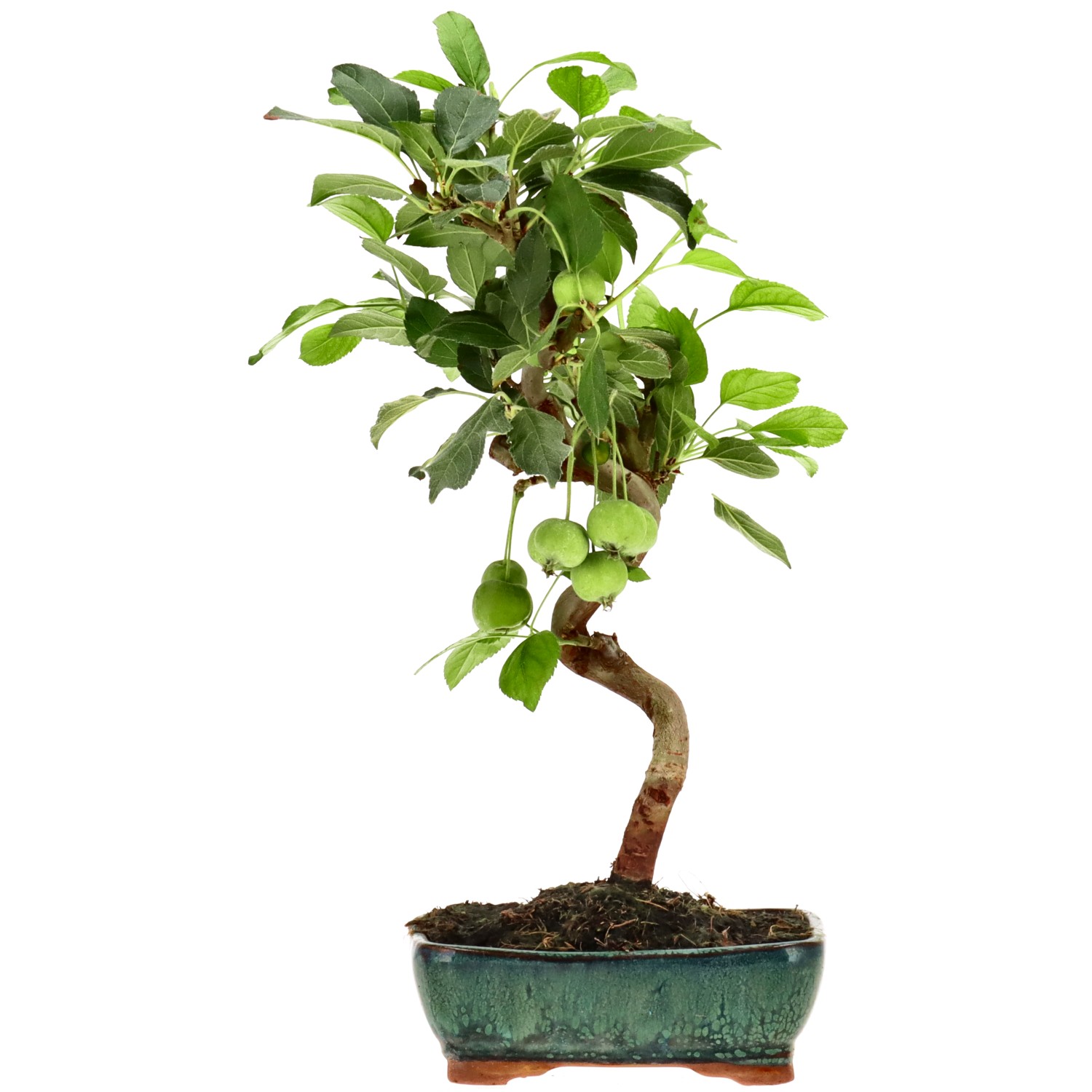Zierapfel, ca. 8 J. (32 cm)
