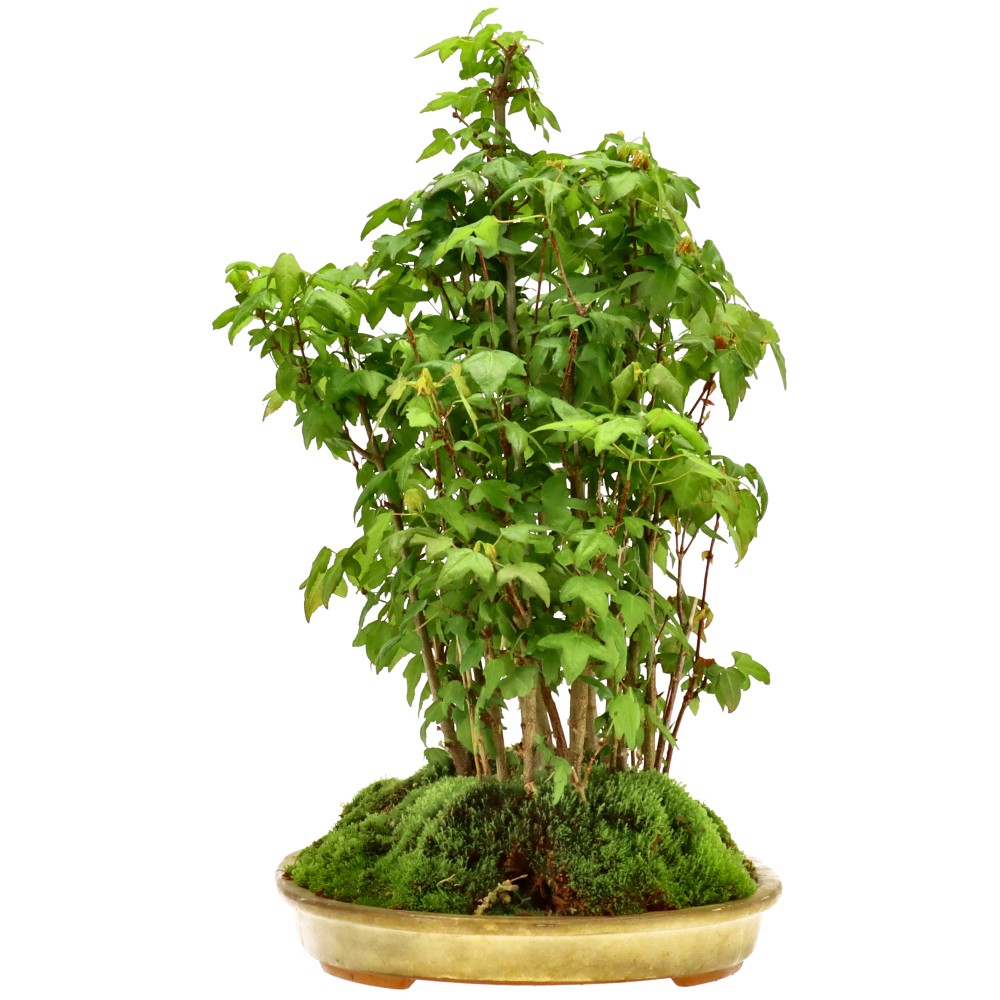Érable trident, env. 5 ans (37 cm)