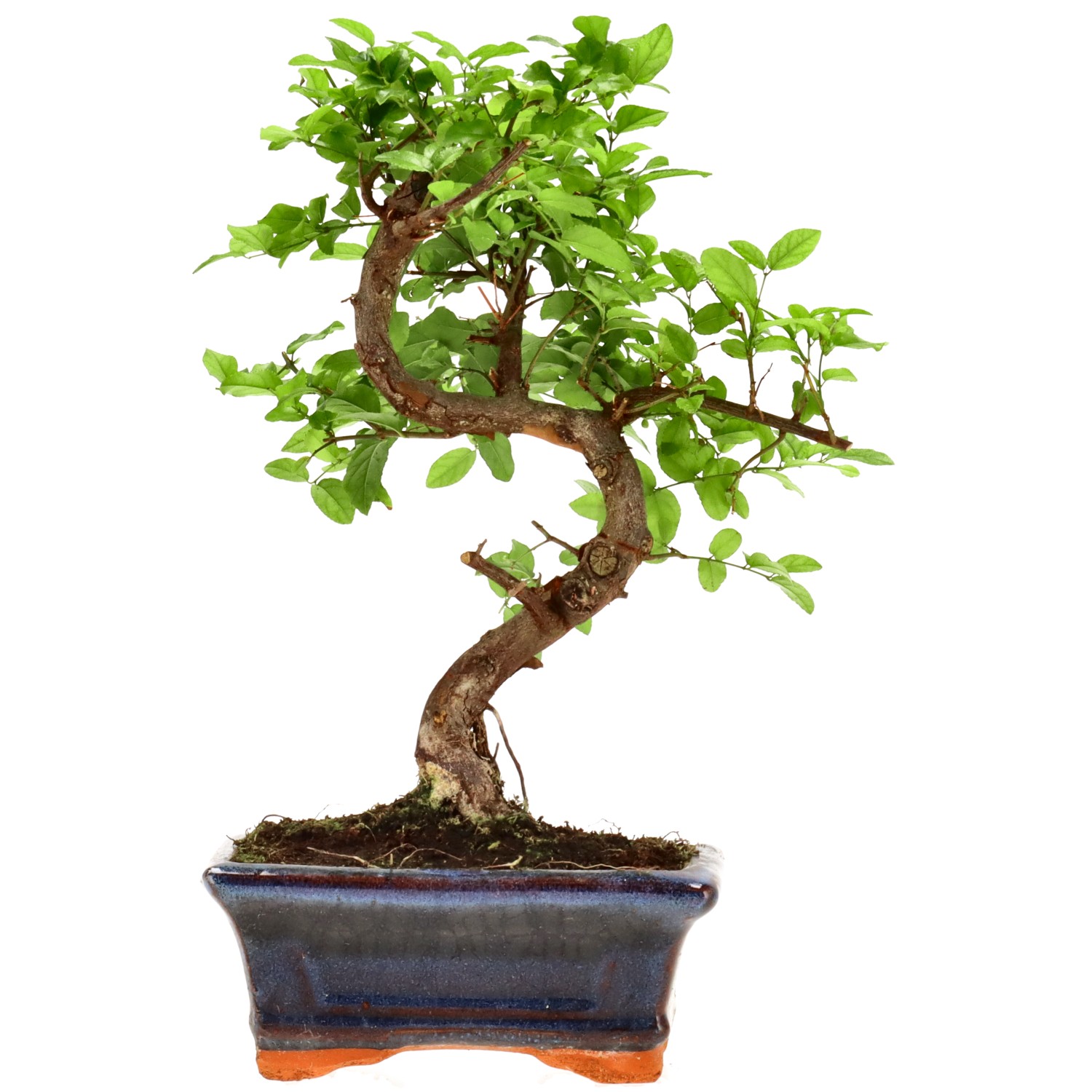 Sageretia theezans, env. 9 ans (26 cm)
