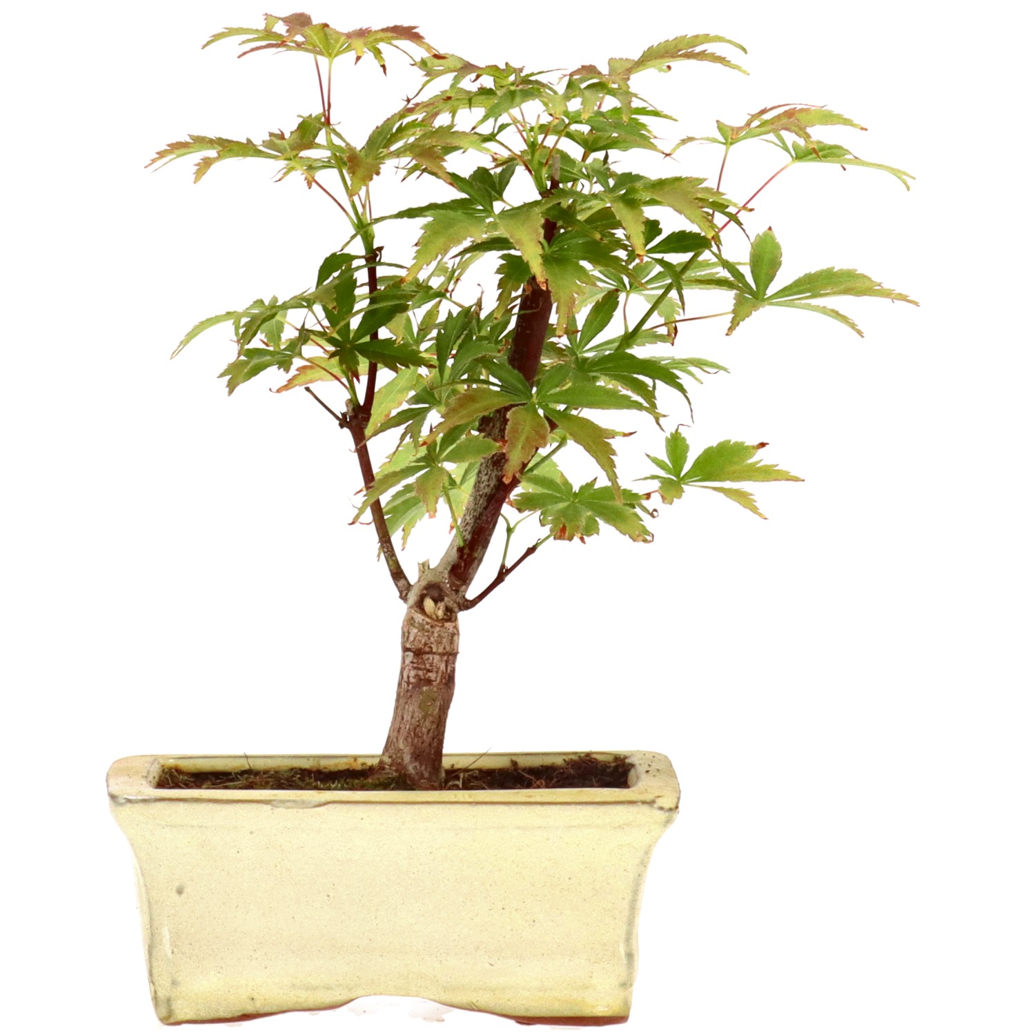 Jap. Maple (Deshojo), approx. 7 y. (18 cm)