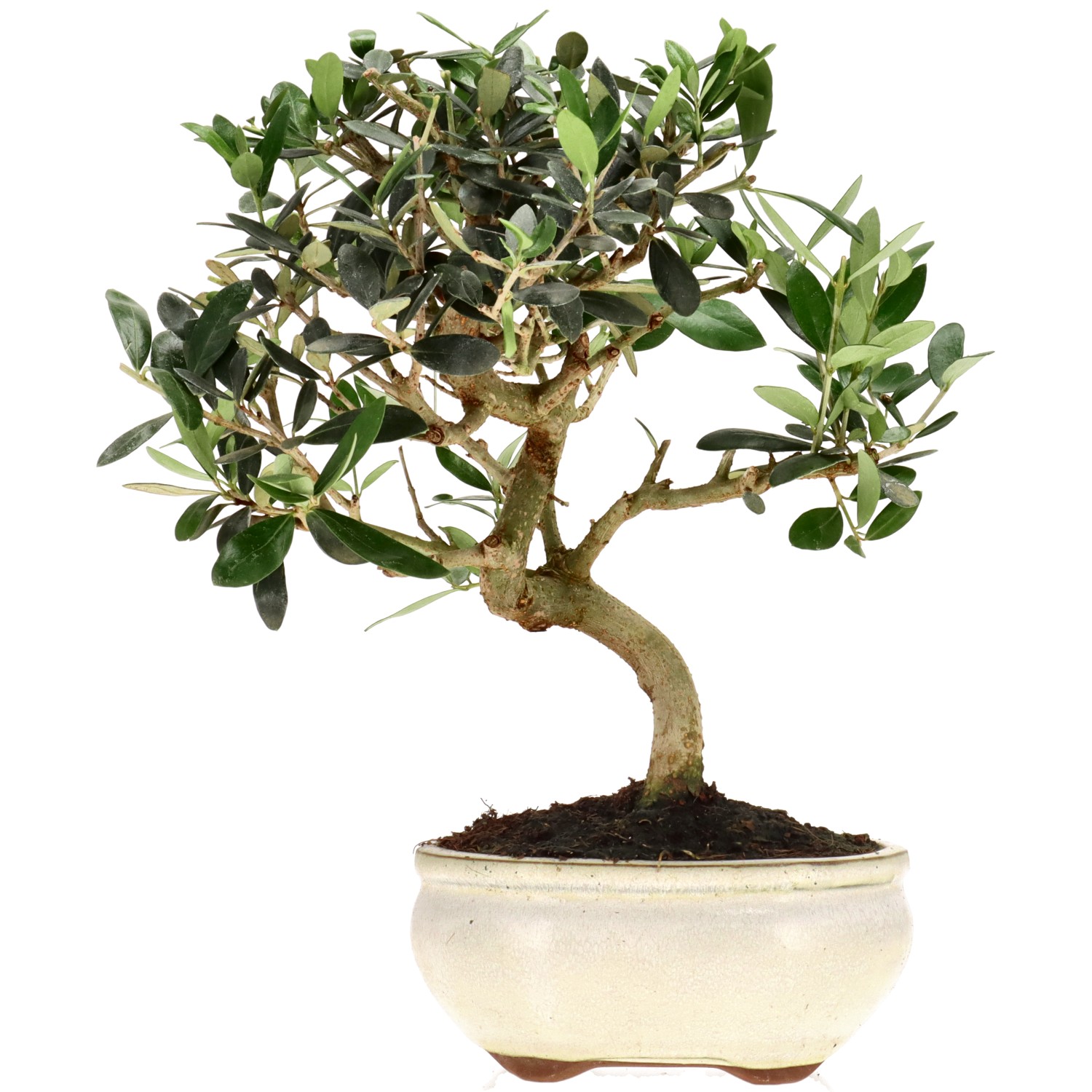 Olive, ca. 9 J. (27 cm)