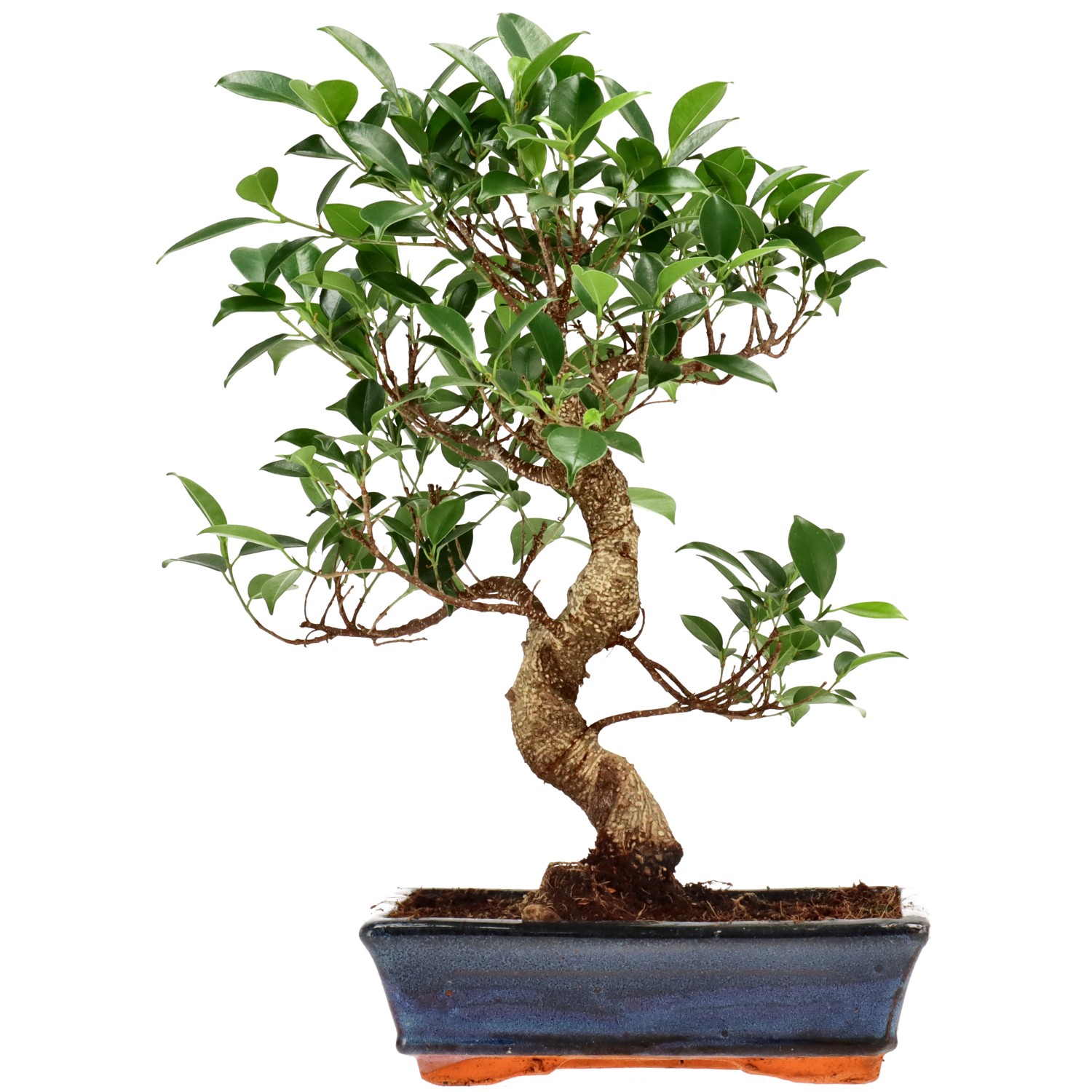 Ficus Retusa, env. 12 ans (38 cm)