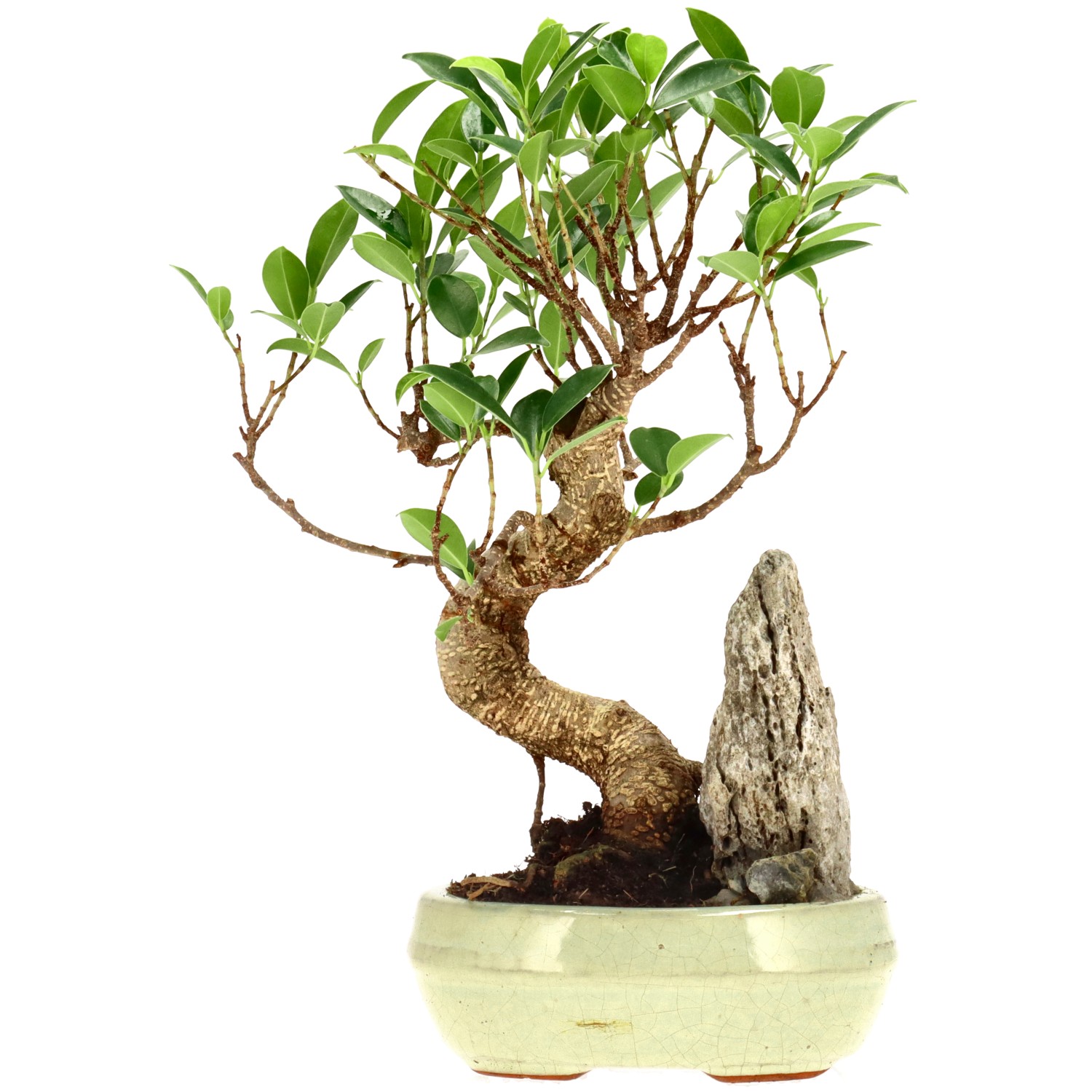 Chin. Feigenbaum (Retusa), ca. 9 J. (26 cm)