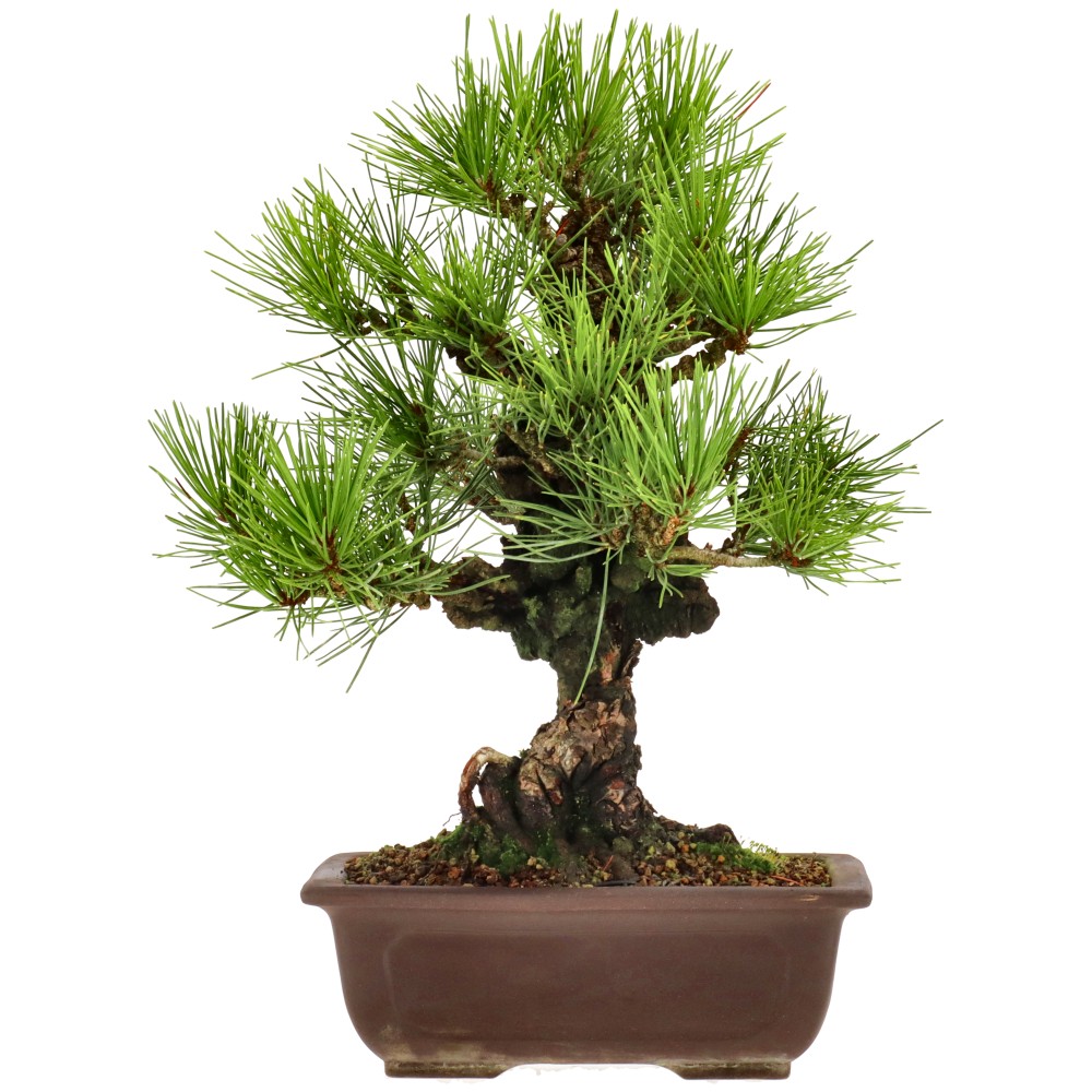 bonsai.fallbackImageTitle