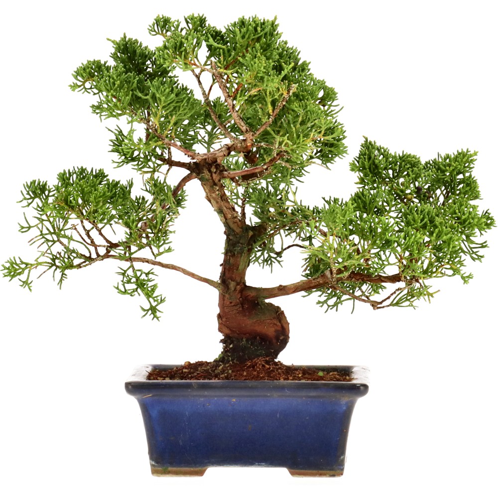 Ginepro cinese, ca. 14 anni (21 cm)