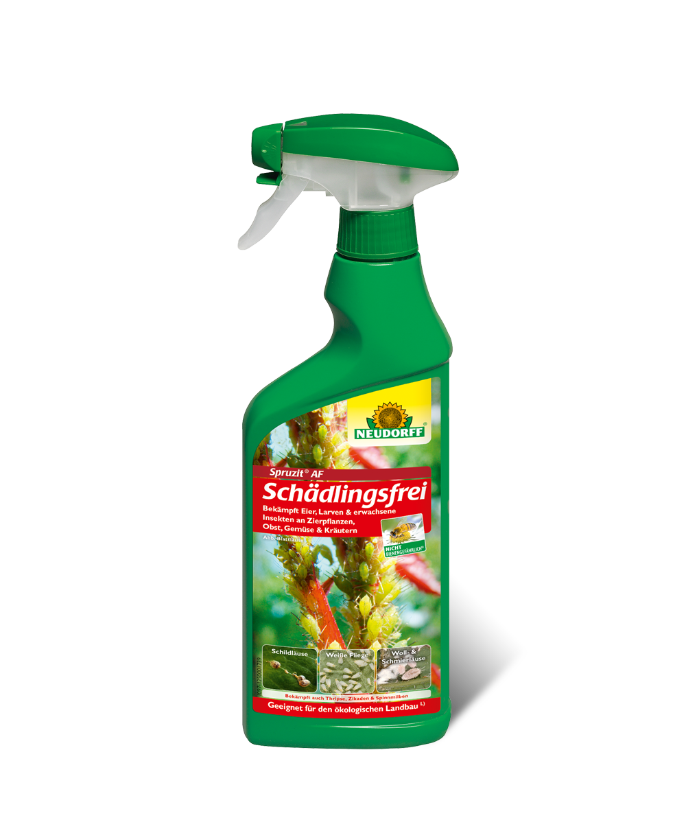 Spruzit AF Schädlingsfrei (500 ml) Anwendungsfertiges Sprühmittel zur Bekämpfung von Blattläusen, Spinnmilben, Weißen Fliegen, Thripsen, Schild-, Woll- und Schmierläusen und Zikaden
- einsetzbar an Rosen und anderen Zierpflanzen, Obst und Gemüse 
- Nebenwirkung gegen beißende Insekten wie