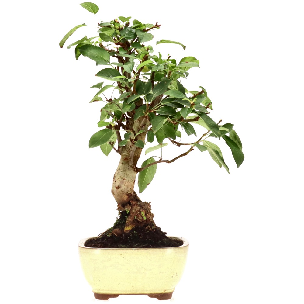 bonsai.fallbackImageTitle