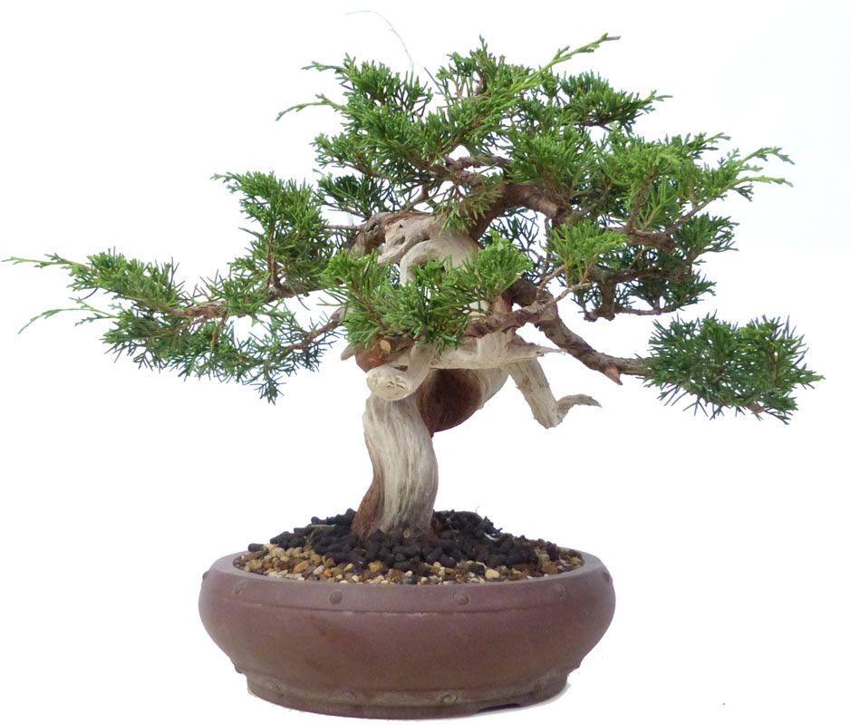 bonsai.fallbackImageTitle bonsai.fallbackImageTitle