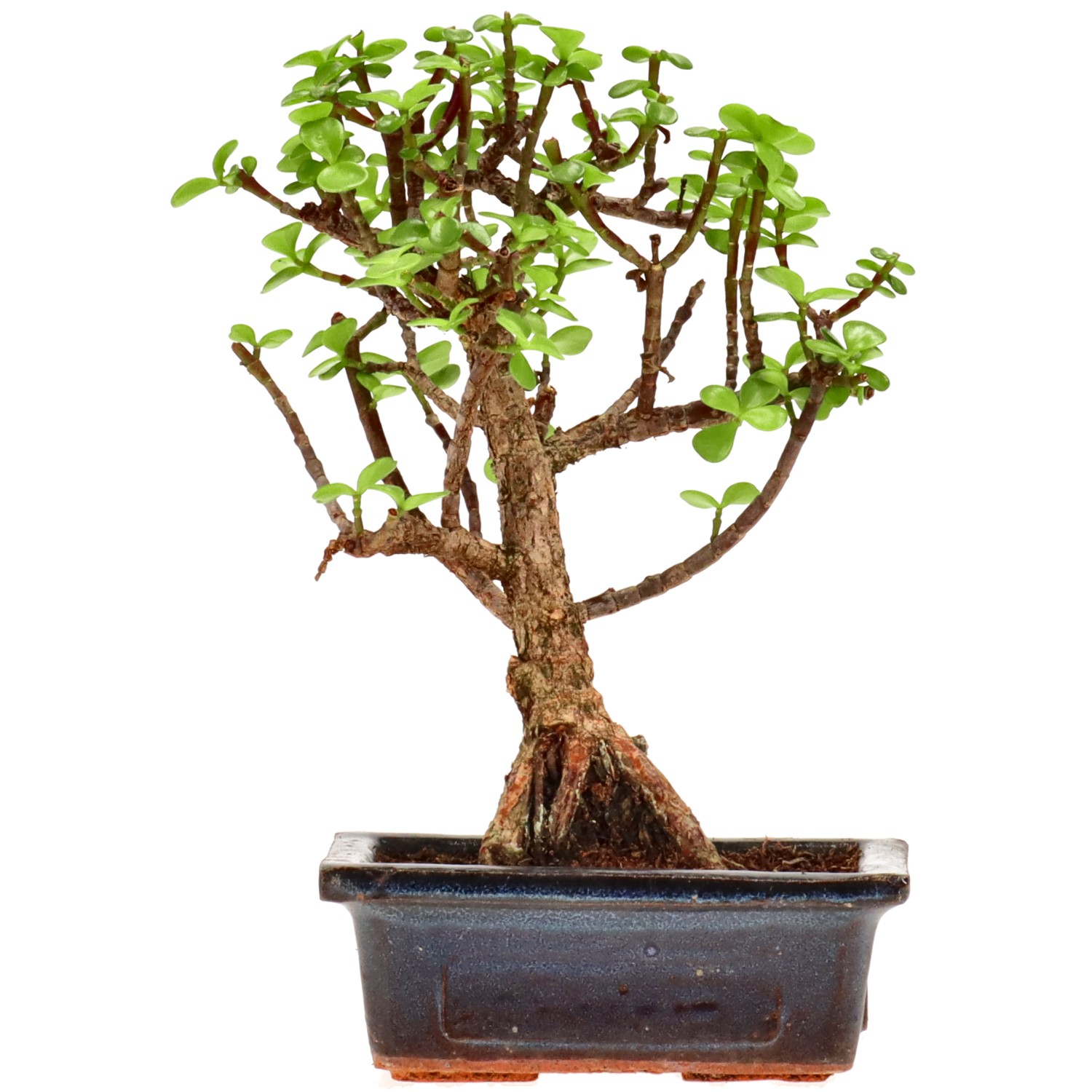 Jadebaum, ca. 7 J. (21 cm)