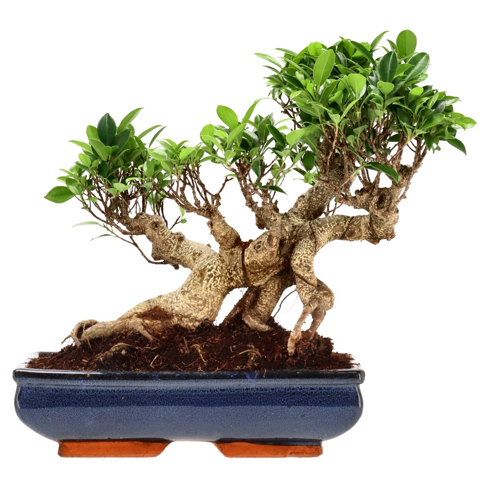 Ficus Retusa, aprox. 22 años (31 cm)
