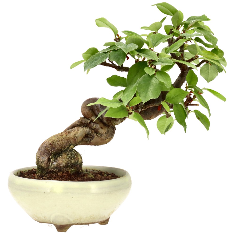bonsai.fallbackImageTitle