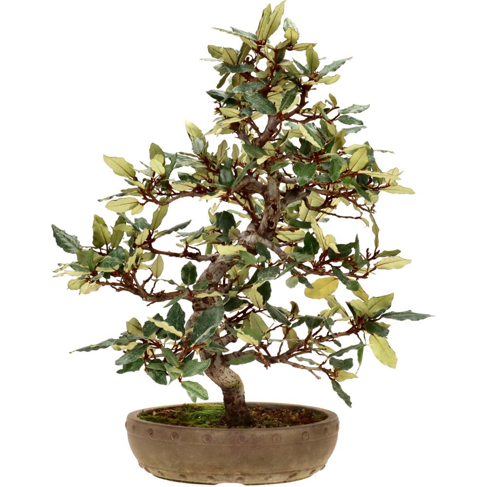 bonsai.fallbackImageTitle bonsai.fallbackImageTitle