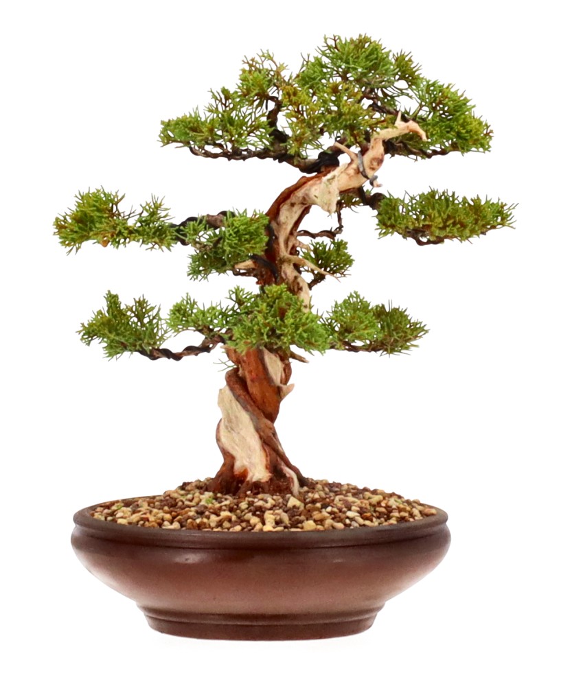 bonsai.fallbackImageTitle bonsai.fallbackImageTitle