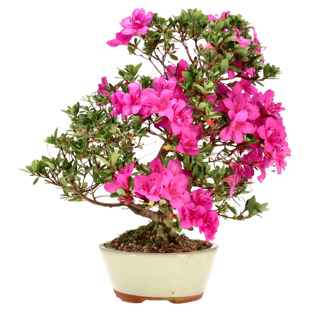 Azalée japonaise, env. 14 ans (39 cm)